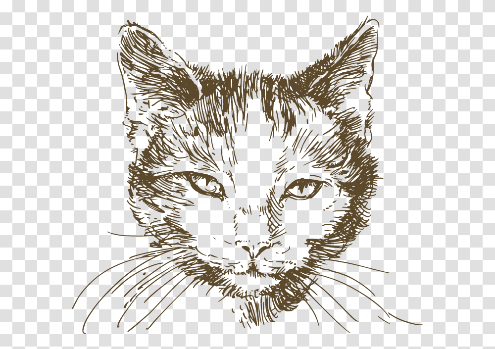 Cat Pen And Ink Drawing, Animal, Pet, Mammal, Bird Transparent Png