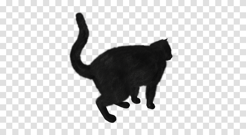 Cat, Pet, Mammal, Animal, Black Cat Transparent Png