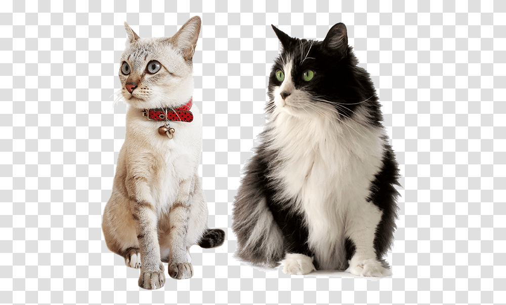 Cat, Pet, Mammal, Animal, Manx Transparent Png