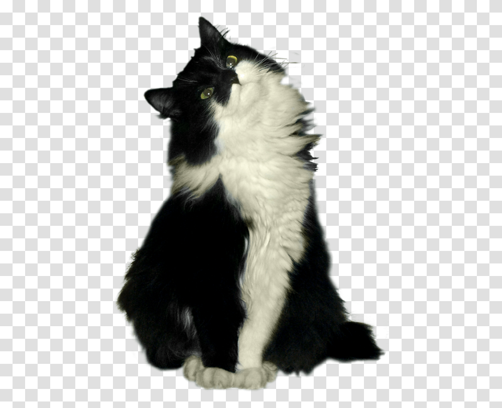 Cat, Pet, Mammal, Animal, Manx Transparent Png