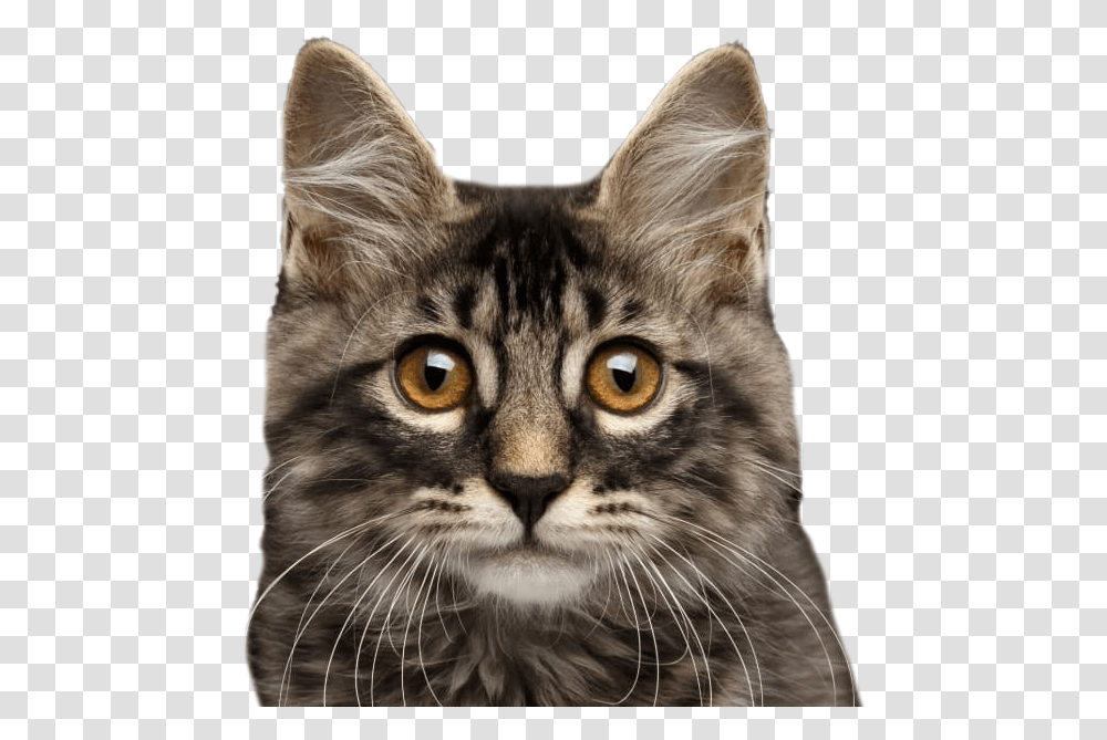 Cat, Pet, Mammal, Animal, Manx Transparent Png