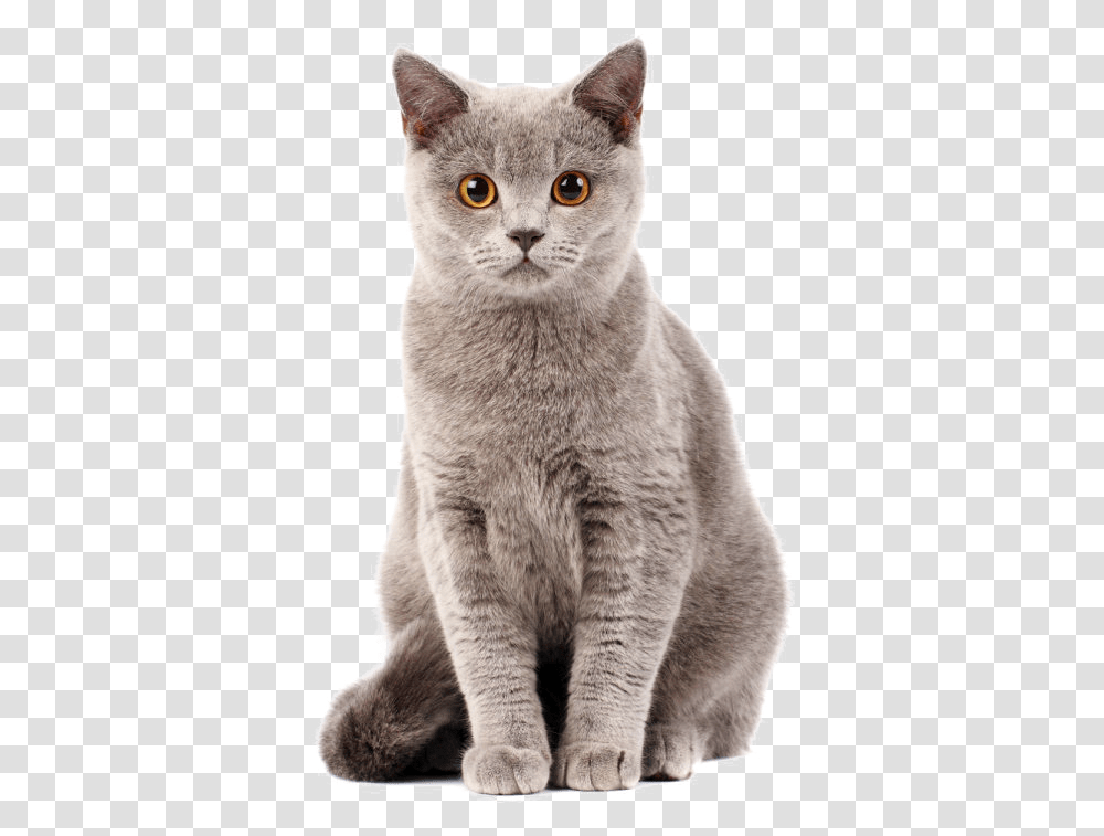 Cat Photo Cat Powerpoint Templates Indir, Manx, Pet, Mammal, Animal Transparent Png