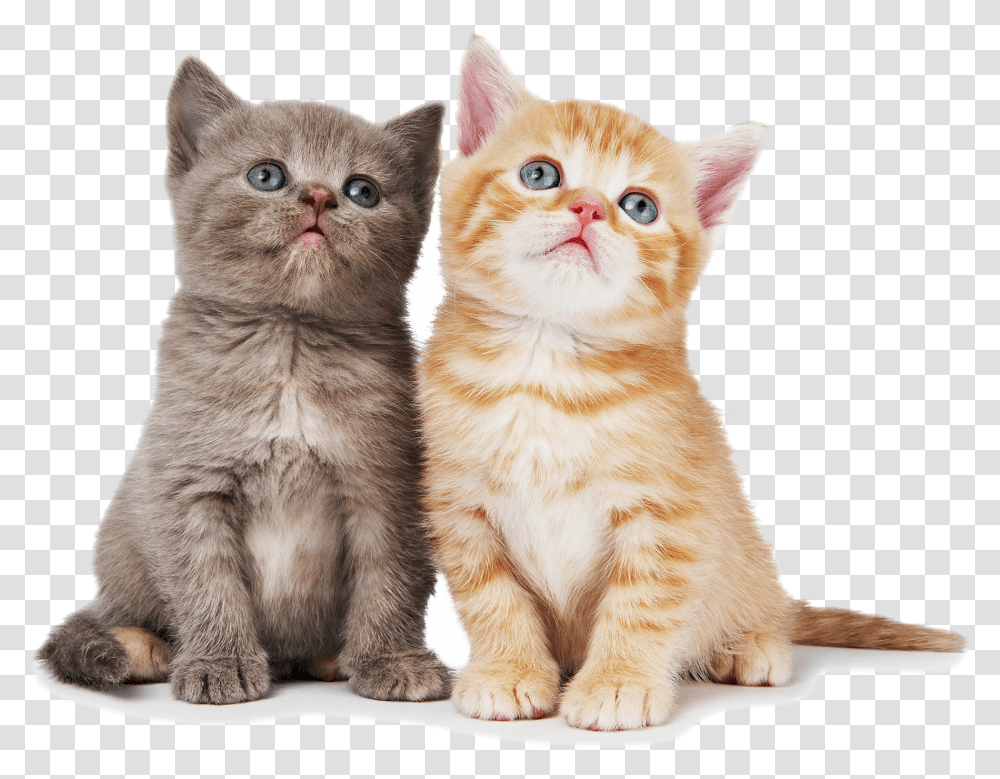 Cat Pic Cat With White Background, Manx, Pet, Mammal, Animal Transparent Png