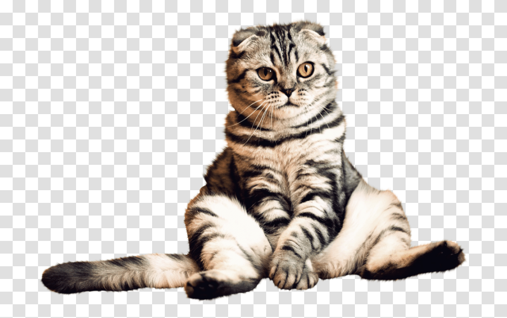 Cat Picture Background Cat Hd, Tiger, Wildlife, Mammal, Animal Transparent Png