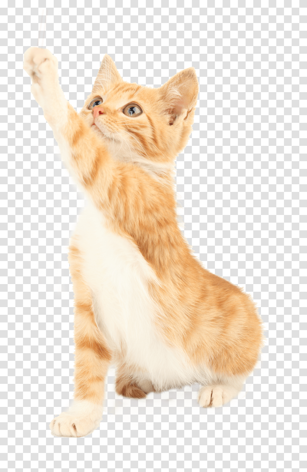 Cat Picture Squitten, Kitten, Pet, Mammal, Animal Transparent Png