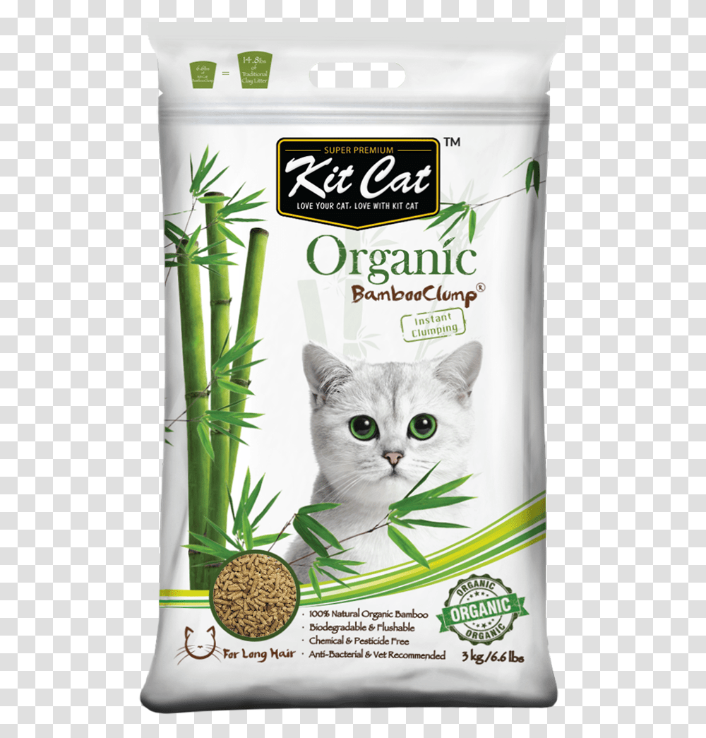 Cat, Plant, Pet, Mammal, Animal Transparent Png