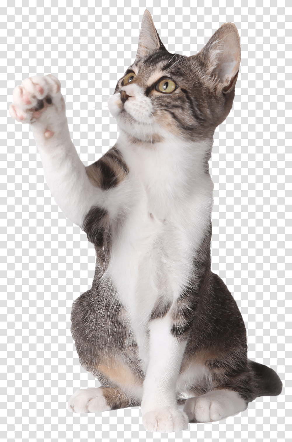 Cat Pointing Up Cat Paw Up, Pet, Mammal, Animal, Kitten Transparent Png