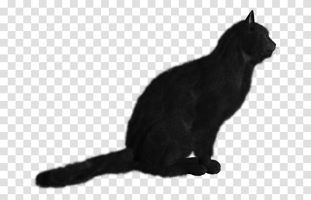 Cat Portable Network Graphics, Pet, Mammal, Animal, Black Cat Transparent Png