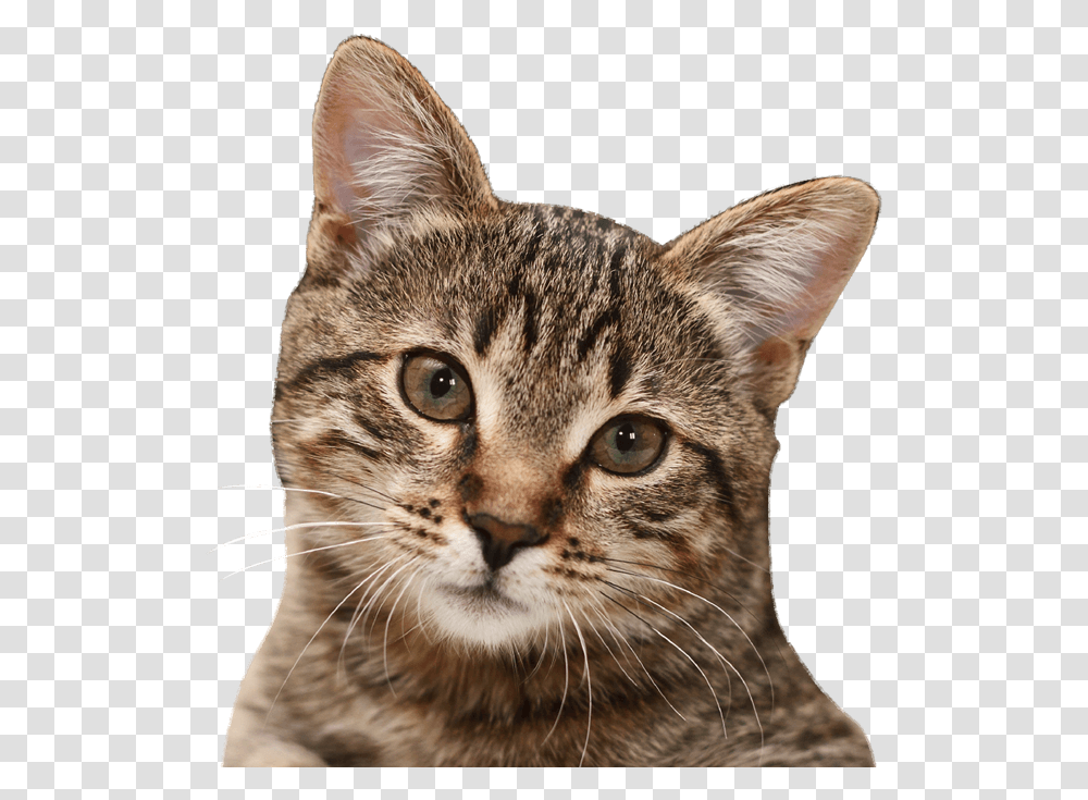 Cat Printable Cat Pictures Real, Pet, Mammal, Animal, Abyssinian Transparent Png