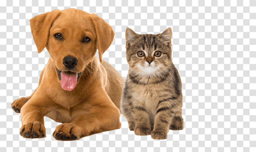 Cat Rabbit And Dog, Pet, Canine, Animal, Mammal Transparent Png