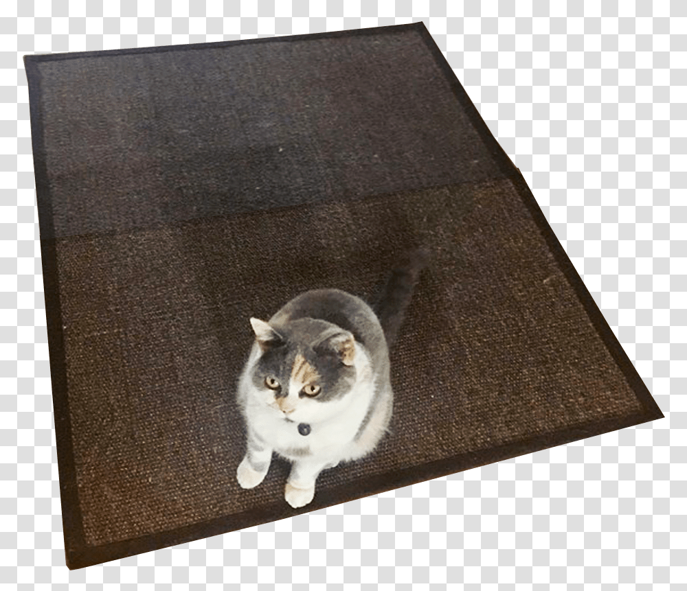 Cat Rug No Background Image Background Domestic Short Haired Cat, Pet, Mammal, Animal, Mat Transparent Png