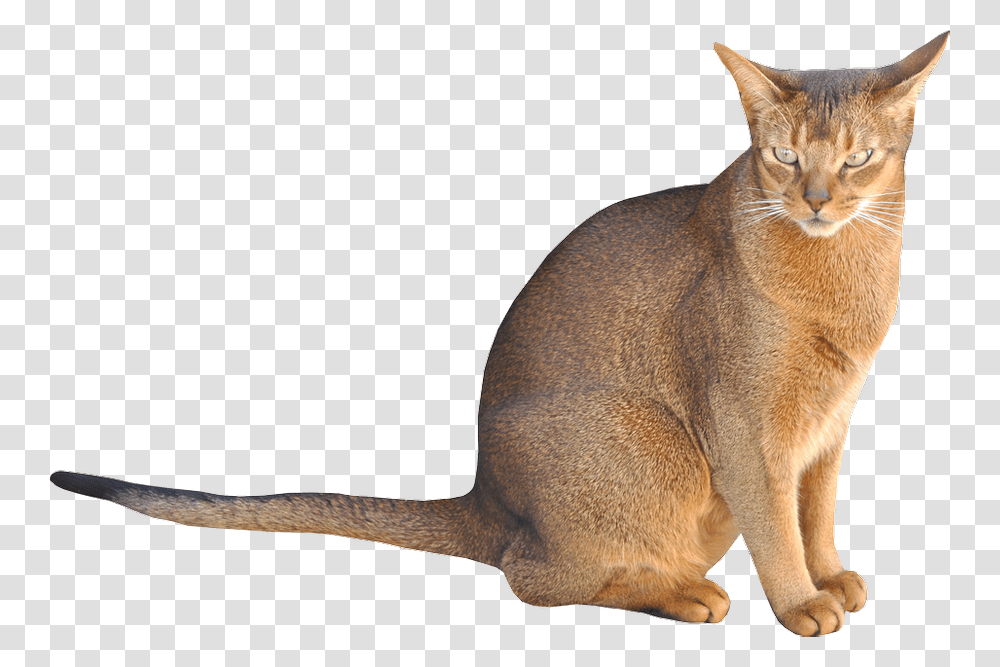 Cat Sitting Background, Abyssinian, Pet, Mammal, Animal Transparent Png