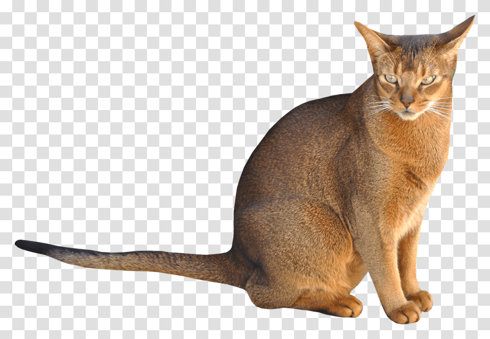 Cat Sitting Background, Abyssinian, Pet, Mammal, Animal Transparent Png