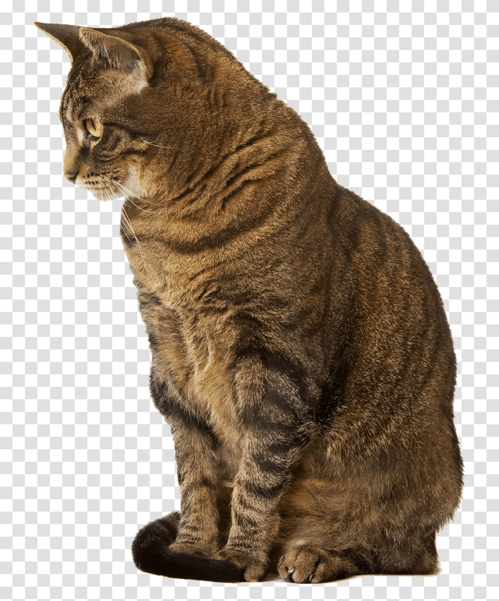 Cat Sitting Down Indoors Samsung Phone Cases S10e Cat, Abyssinian, Pet, Mammal, Animal Transparent Png
