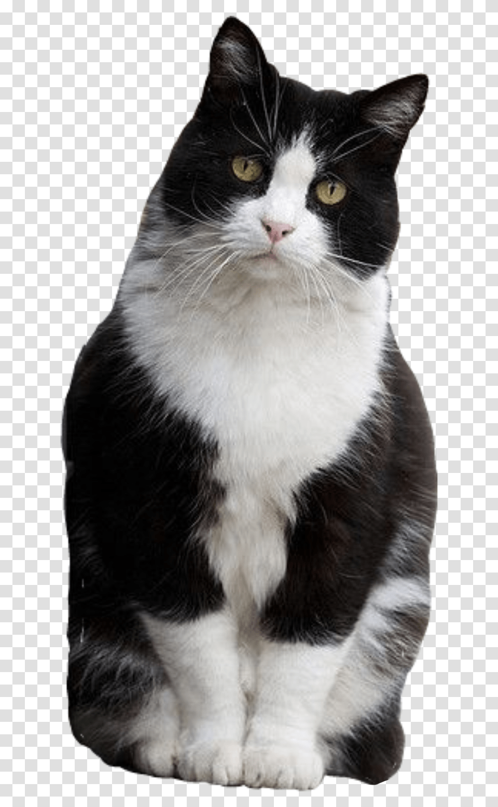 Cat Sitting Tuxedo Blackandwhite Cutoutphoto Gato Frajola, Manx, Pet, Mammal, Animal Transparent Png