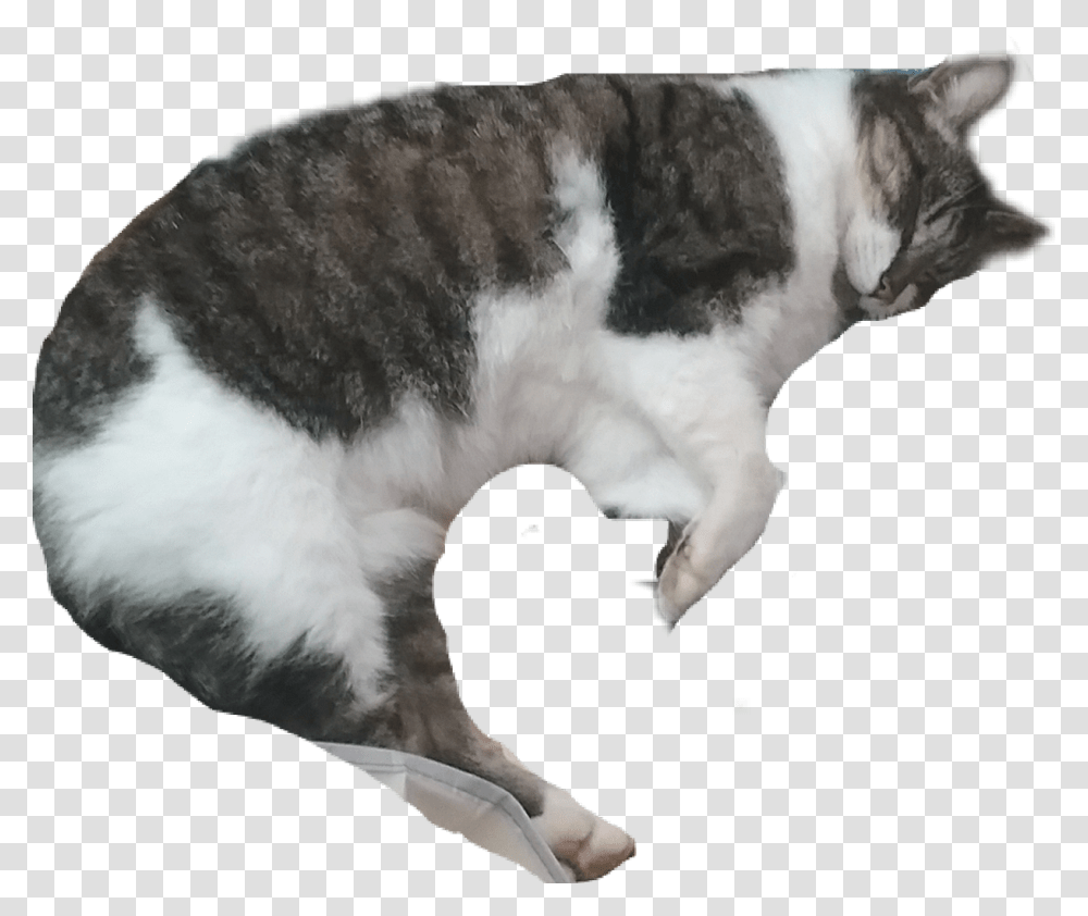 Cat Sleeping, Manx, Pet, Mammal, Animal Transparent Png