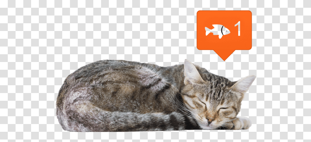 Cat Sleeping Side View, Pet, Mammal, Animal, Abyssinian Transparent Png
