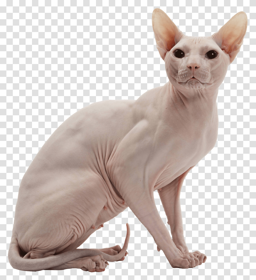 Cat Sphynx Cat No Background Transparent Png