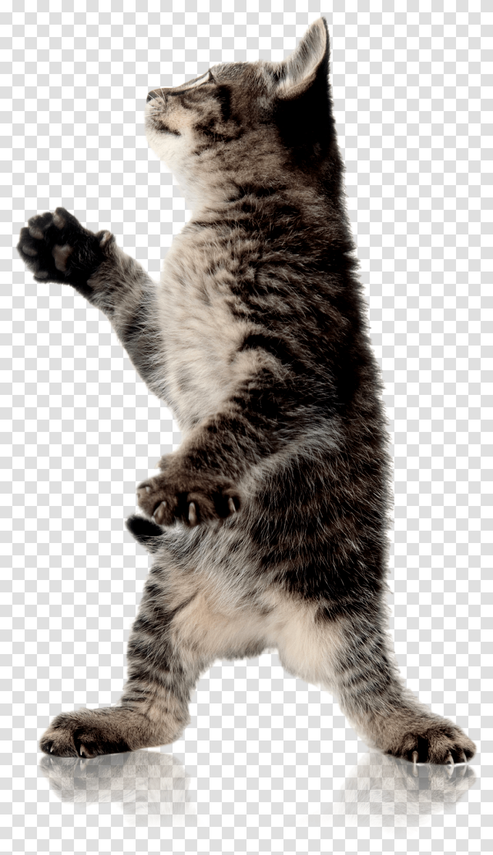 Cat Standing Up Background Cat Image Background, Manx, Pet, Mammal, Animal Transparent Png
