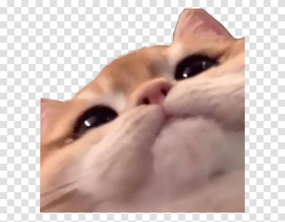 Cat Staring Into Your Soul, Face, Person, Mammal, Animal Transparent Png