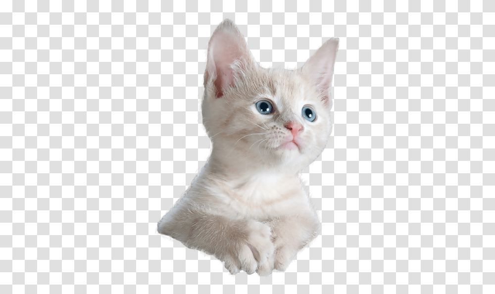 Cat Staring, Kitten, Pet, Mammal, Animal Transparent Png