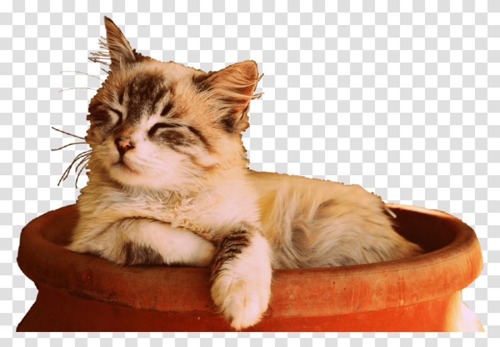 Cat Sun Sleep Cute Kitten Sleepingcat Cat Sleep Pictures, Pet, Mammal, Animal, Manx Transparent Png