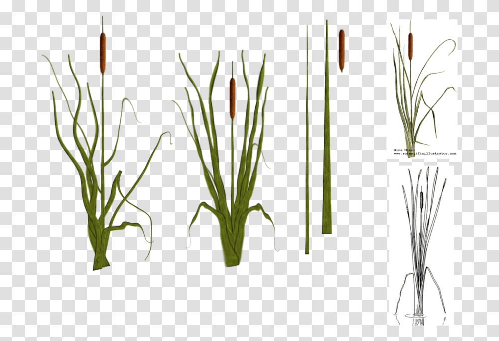 Cat Tail Plants By Tyke Cat Tail Plant, Grass, Flower, Vegetation, Vase Transparent Png