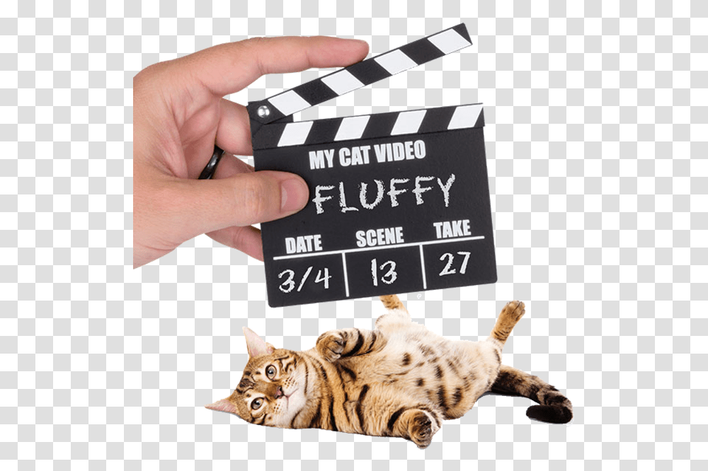 Cat, Person, Human, Tiger Transparent Png