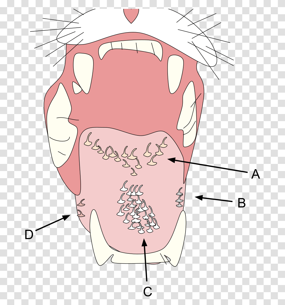 Cat Tongue Anatomy Of Cat Mouth, Jaw, Teeth, Lip, Head Transparent Png