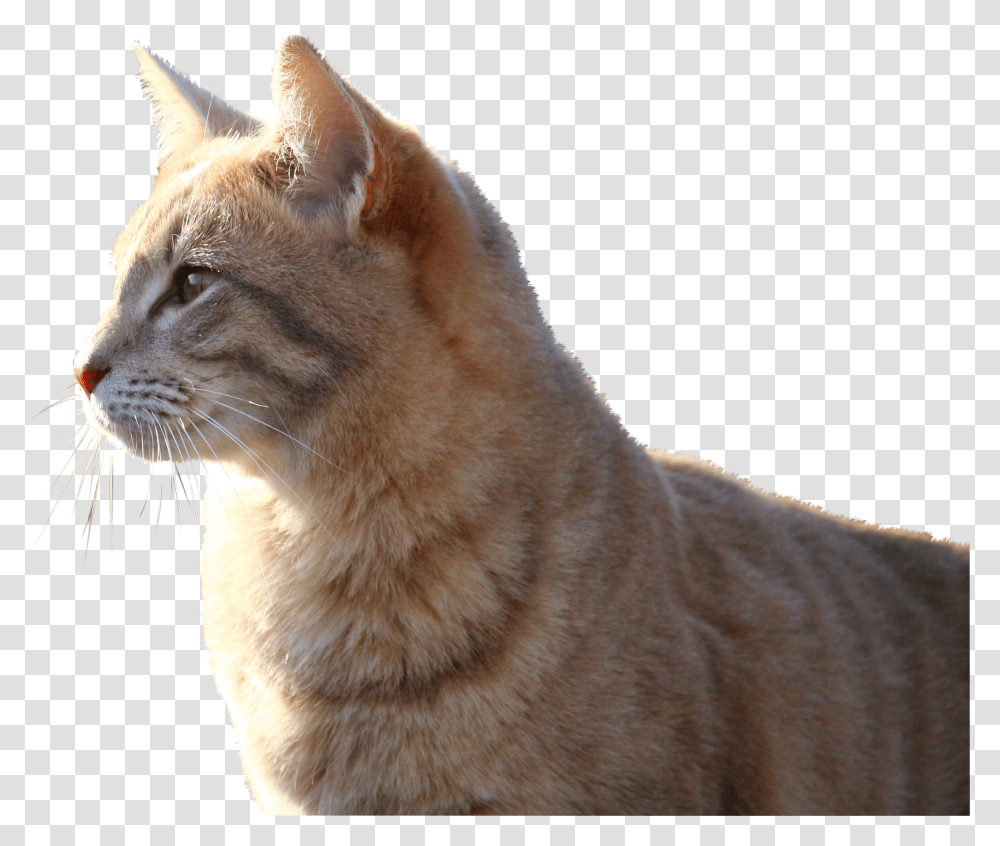 Cat Transparent Png