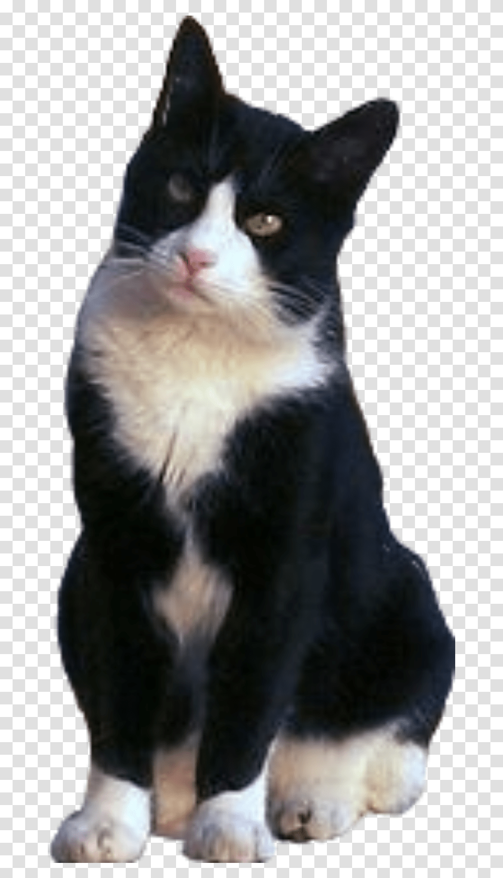 Cat Tuxedo Blackandwhite Sitting Freetoeditnot Tuxedo Cat, Pet, Mammal, Animal, Abyssinian Transparent Png