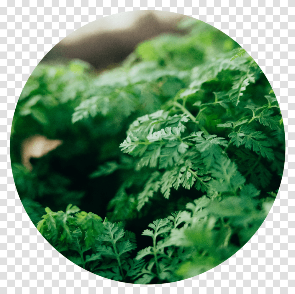 Cat & Animal Healing With Linda Lance - Kinkat Chervil, Plant, Leaf, Vegetation, Vase Transparent Png