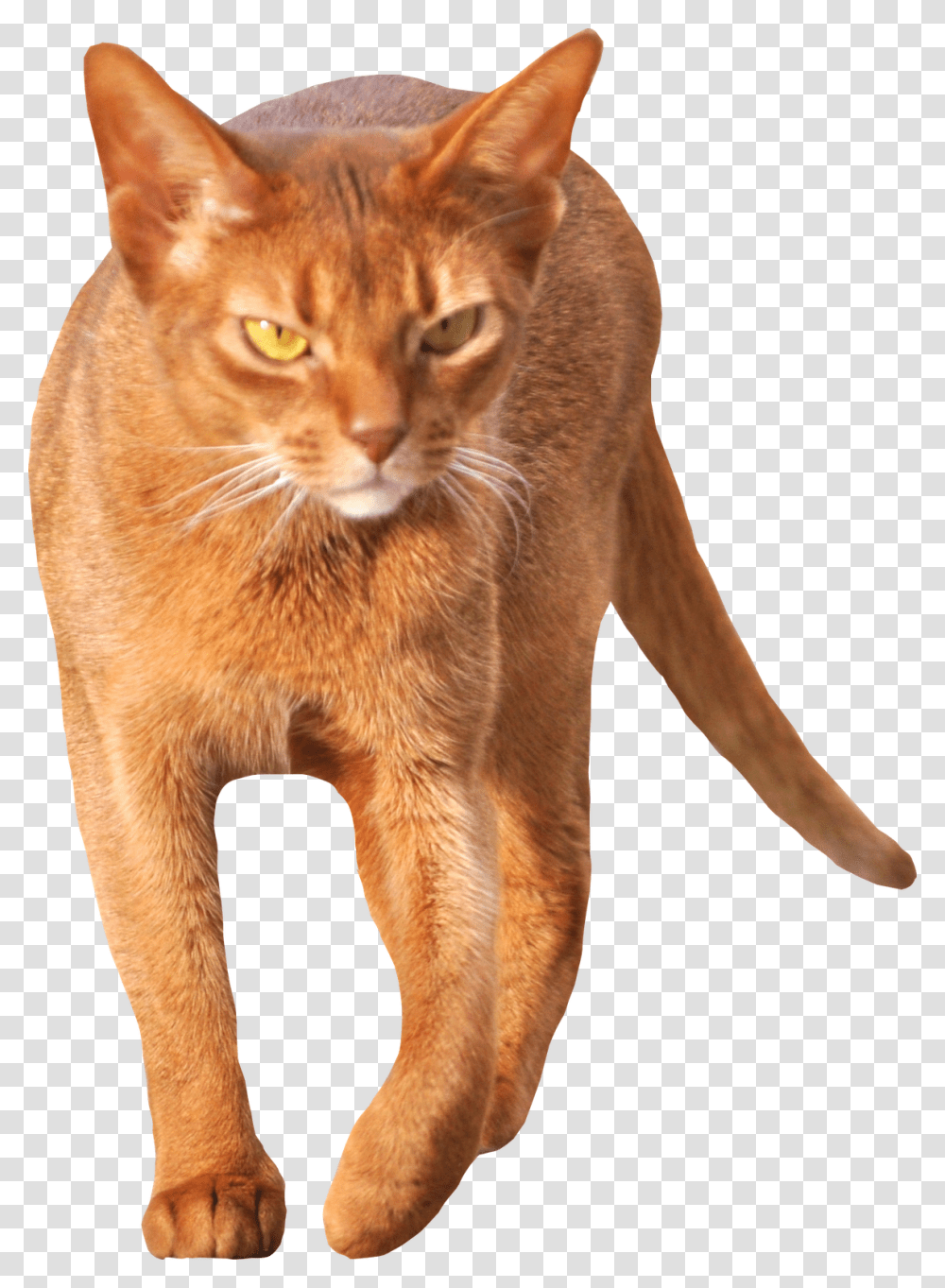Cat Walking Front View, Abyssinian, Pet, Mammal, Animal Transparent Png