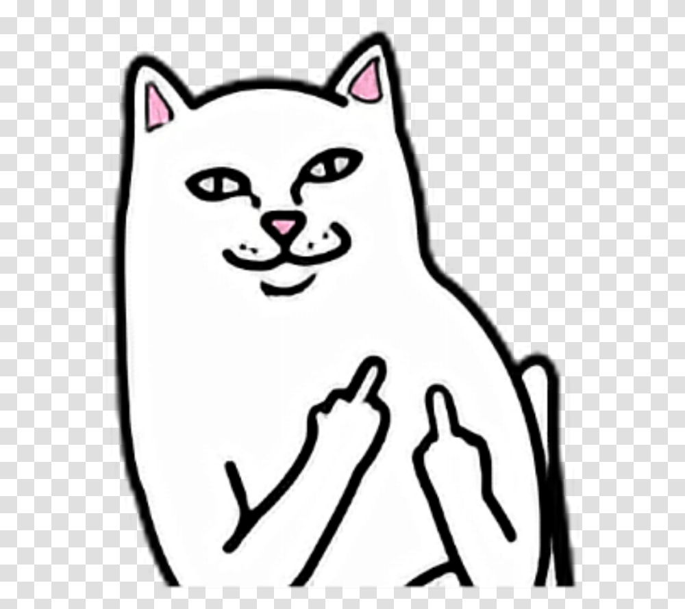 Cat White Fuck You Off Fuckyou Fuckoff Middle Finger Middle Finger Cat, Pet, Animal, Mammal, Egyptian Cat Transparent Png