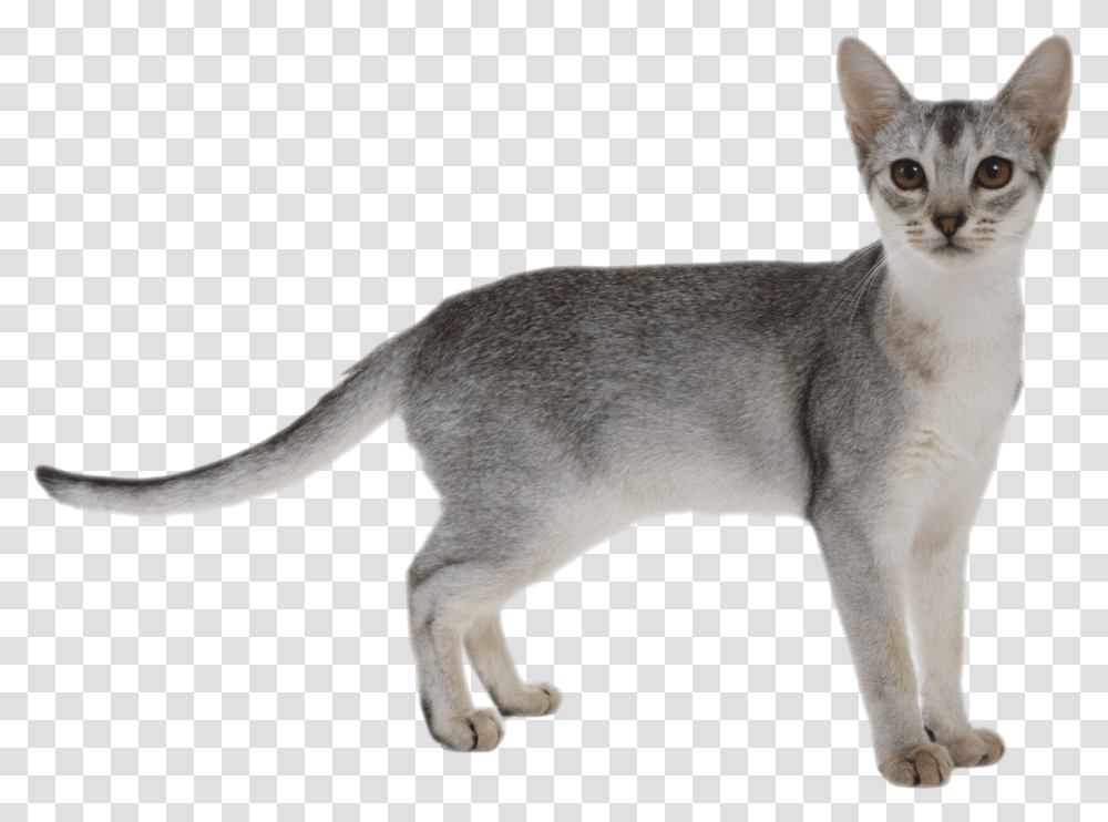 Cat White Grey Abyssinian Cat, Pet, Mammal, Animal, Dog Transparent Png