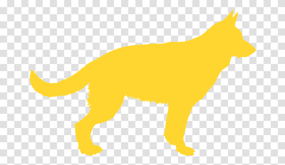 Cat, Wildlife, Animal, Mammal, Buffalo Transparent Png