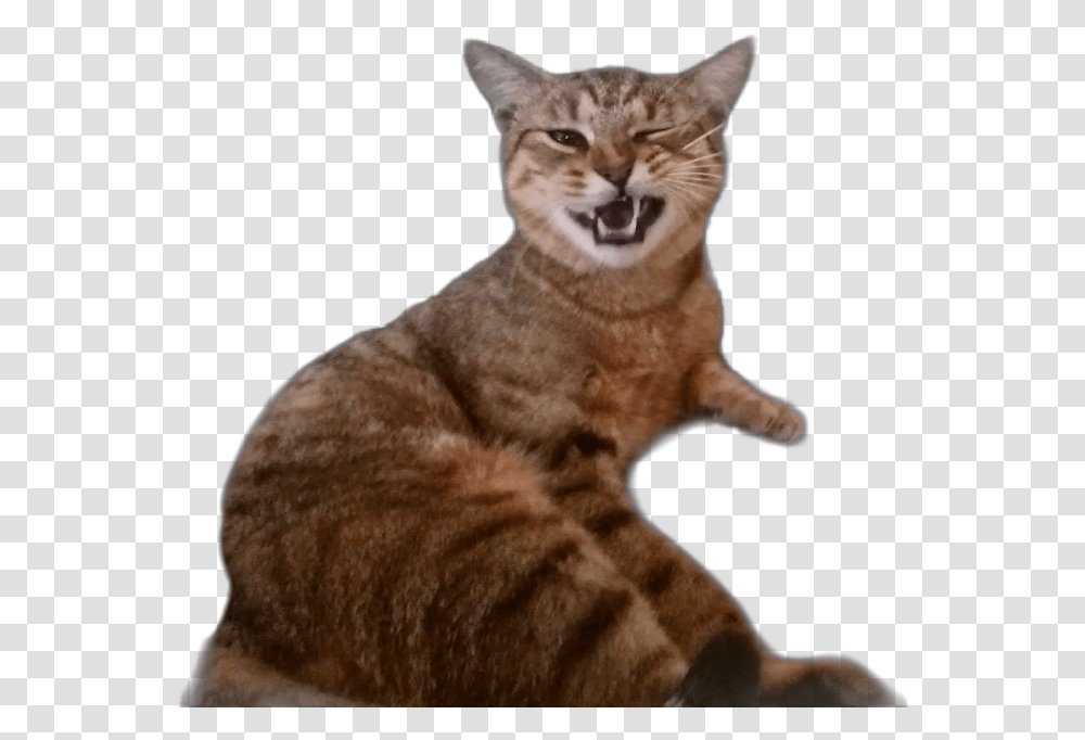 Cat Wink Cute Funny Kitty Meme Catsticker Cats Cat Yawns, Abyssinian, Pet, Mammal, Animal Transparent Png
