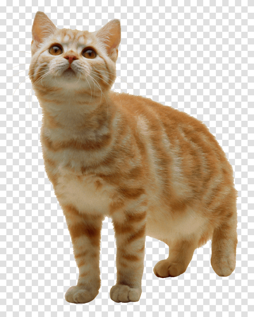 Cat With Background, Manx, Pet, Mammal, Animal Transparent Png