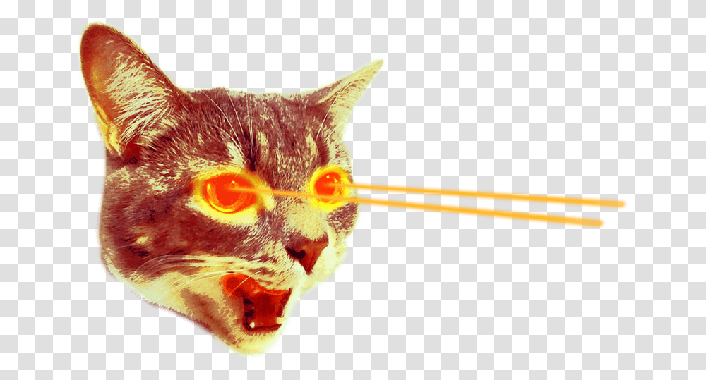 Cat With Laser Eyes, Pet, Mammal, Animal, Chicken Transparent Png