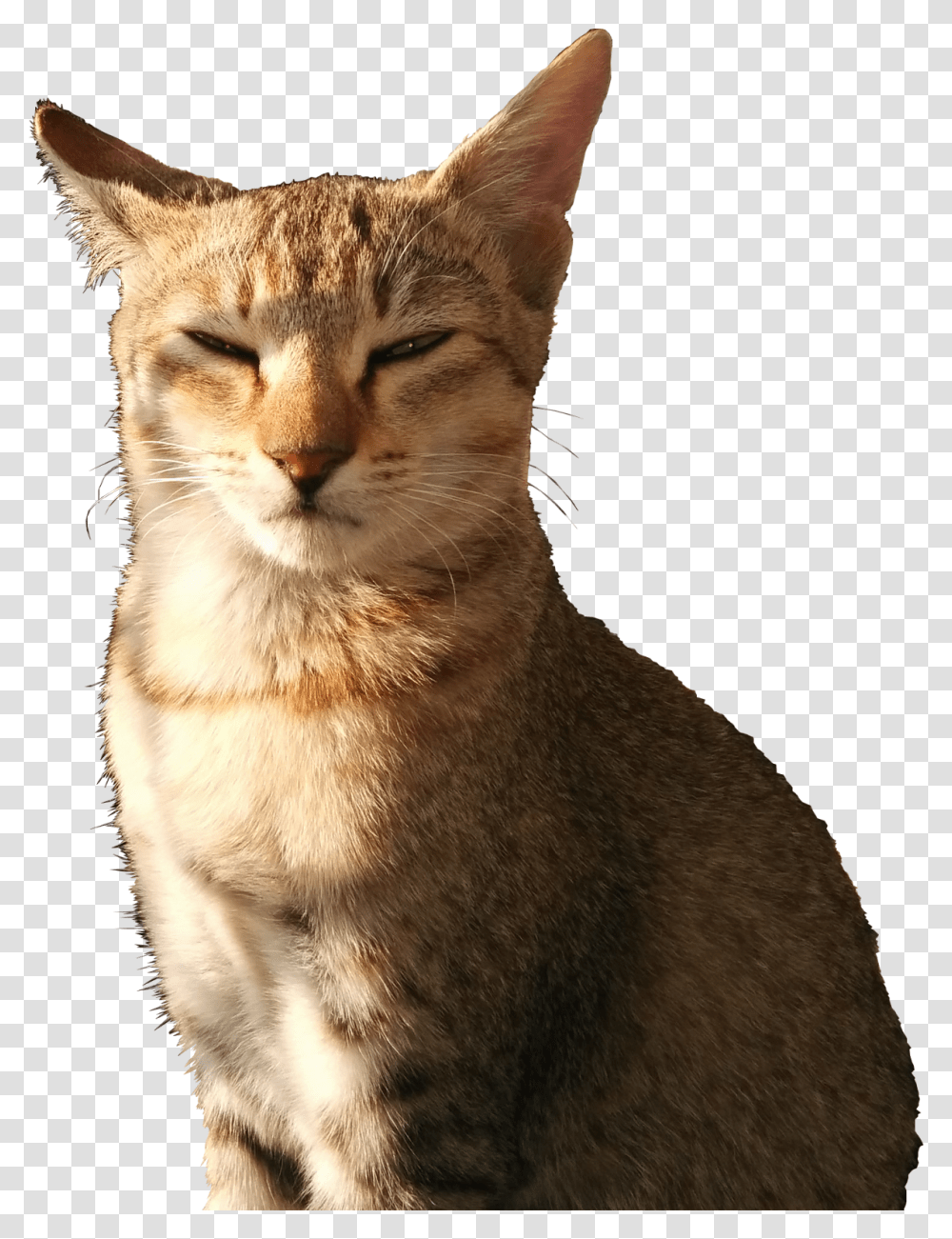 Cat With Squinty Eyes, Abyssinian, Pet, Mammal, Animal Transparent Png
