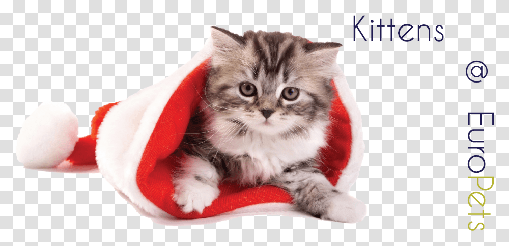 Cat With Xmas Cap Download Puppy And Kitten Christmas, Pet, Mammal, Animal, Manx Transparent Png