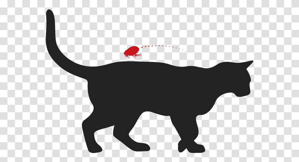 Cat Yawns, Animal, Mammal, Silhouette, Wildlife Transparent Png