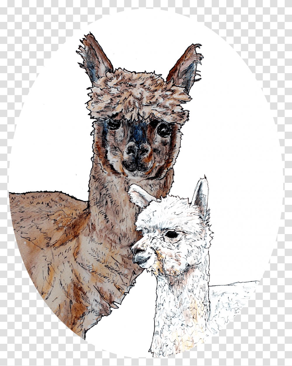 Cat Yawns, Mammal, Animal, Wildlife, Giraffe Transparent Png