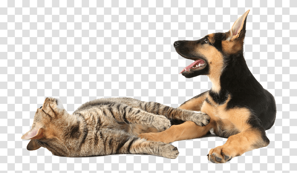 Cat Yawns, Pet, Animal, Dog, Canine Transparent Png