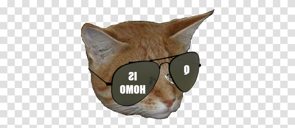 Cat Yawns, Sunglasses, Accessories, Animal, Snout Transparent Png