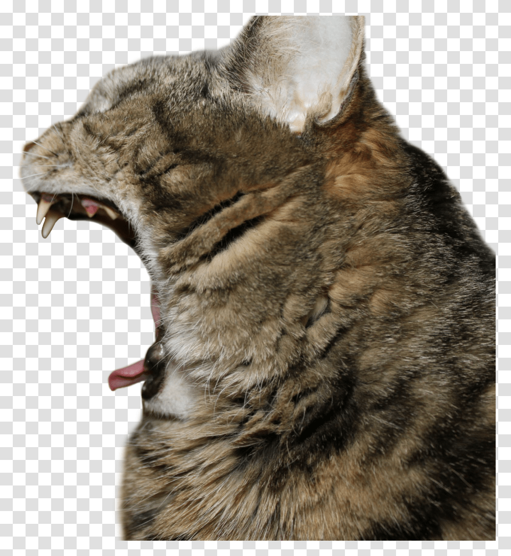 Cat Yawns, Tiger, Wildlife, Mammal, Animal Transparent Png