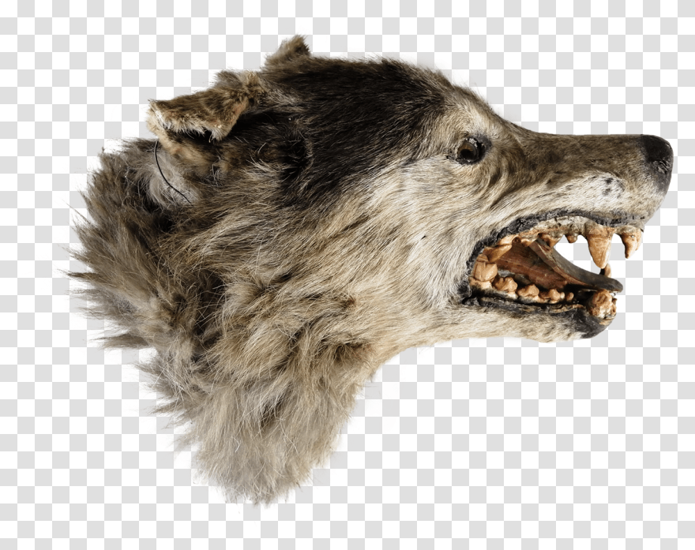 Cat Yawns, Wolf, Mammal, Animal, Coyote Transparent Png