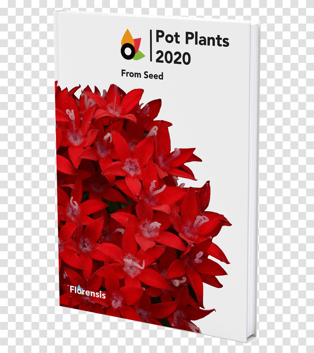 Catalogue Poinsettia, Plant, Flower, Blossom, Geranium Transparent Png