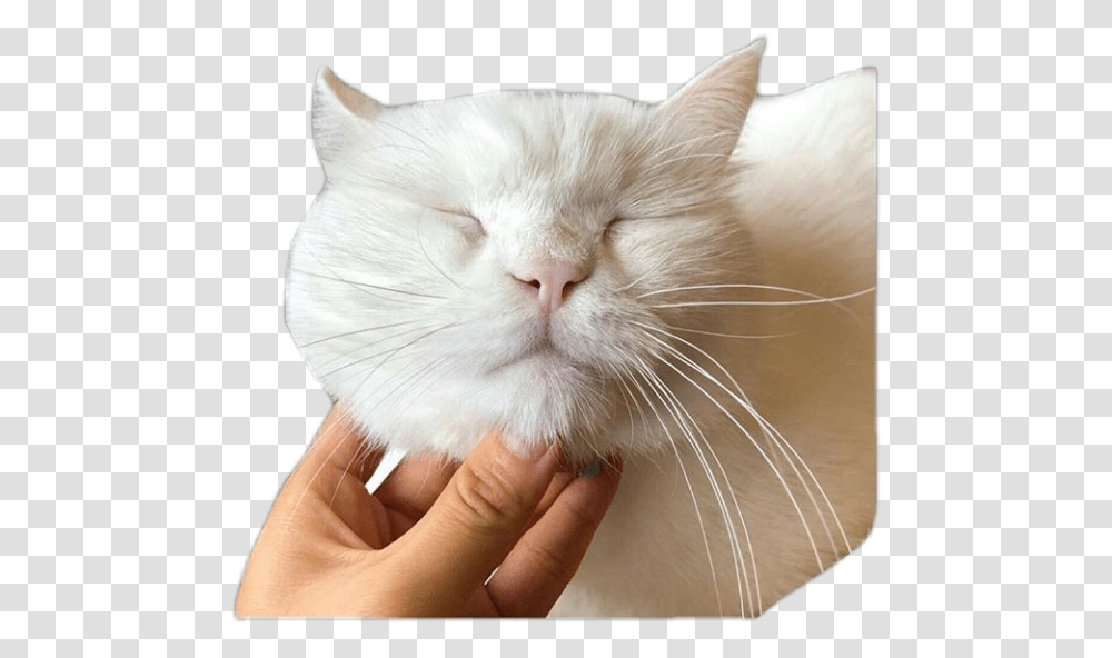 Catanimalpngs Cat Yawns, Pet, Mammal, Person, Human Transparent Png