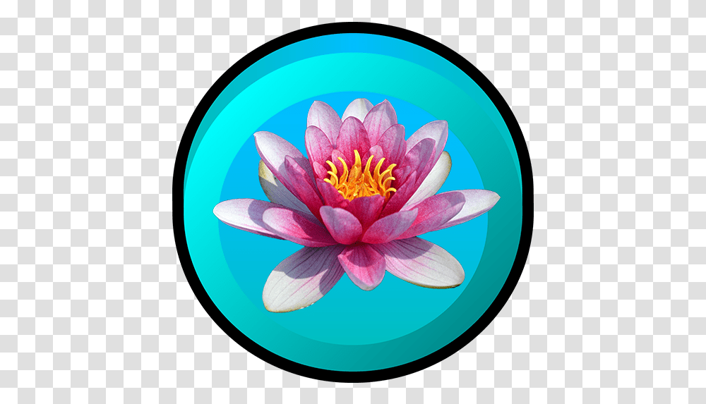 Categories Of Water Lily Amazonca Appstore For Android Pink Water Lily, Plant, Flower, Blossom, Pond Lily Transparent Png